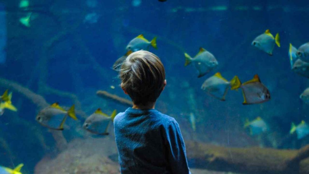 Child looking at fish in aquarium