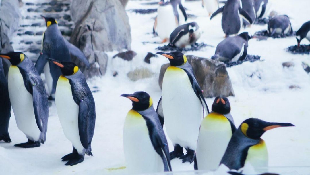 Penguins on snowy rocks