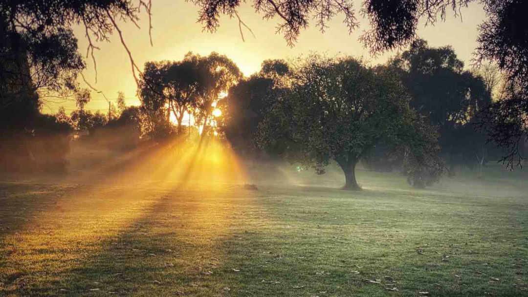 Sun shining through trees at Melbourne park